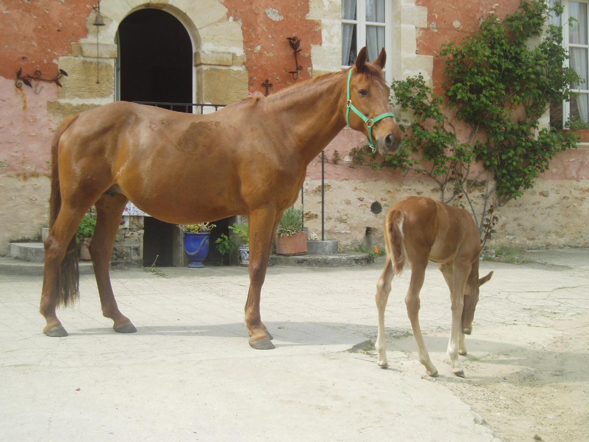 לינה וארוחת בוקר קרגי La Ferme Rose מראה חיצוני תמונה